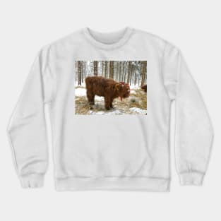 Scottish Highland Cattle Calf 1630 Crewneck Sweatshirt